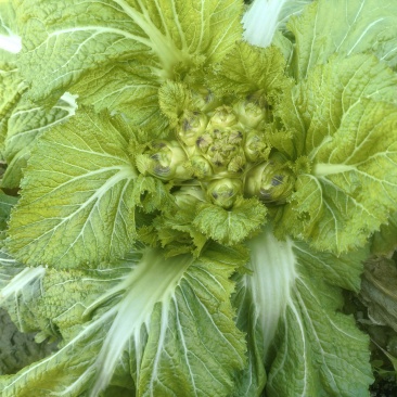 大心正早儿菜