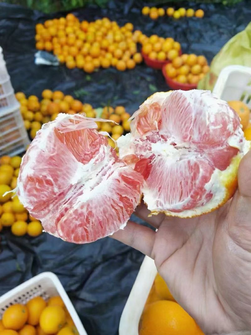 赣南脐橙