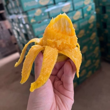 海南芒果