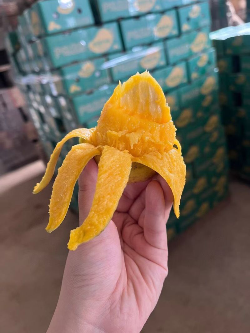 海南芒果