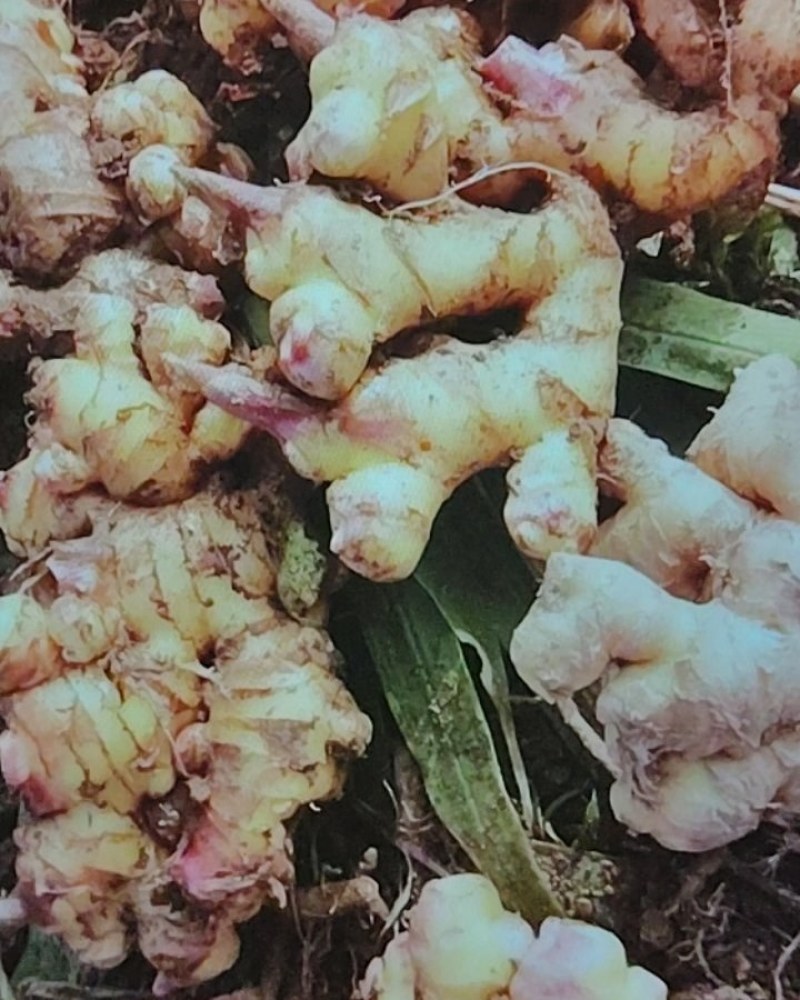 隆林小黄姜，隆林＿西林＿田林范围可送货