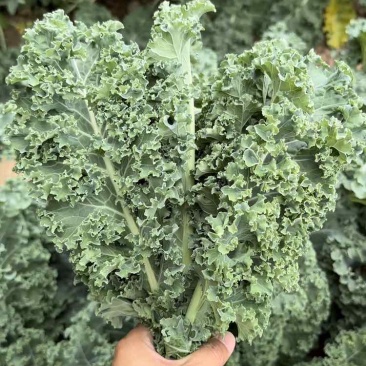 鲜食羽麒麟羽衣甘蓝高质量新鲜嫩叶