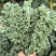 鲜食羽麒麟羽衣甘蓝高质量新鲜嫩叶