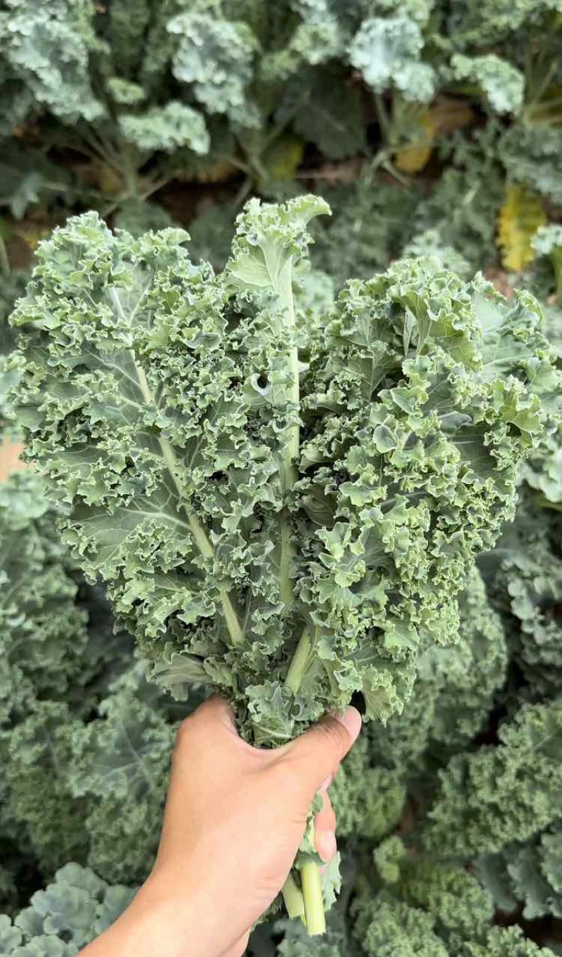 鲜食羽麒麟羽衣甘蓝高质量新鲜嫩叶