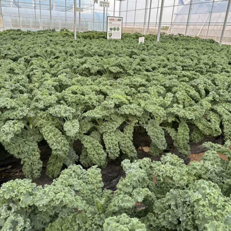 鲜食羽麒麟羽衣甘蓝高质量新鲜嫩叶