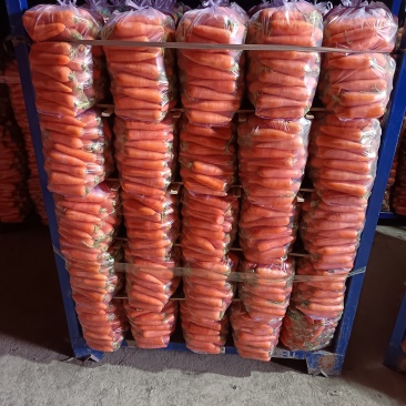 开封本地精品胡萝卜，带樱，半樱，水洗，大量现货，