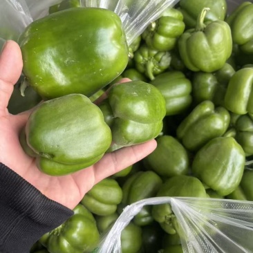 菜椒头圆椒头太空椒头赶集食堂货全年有量山东济南商河