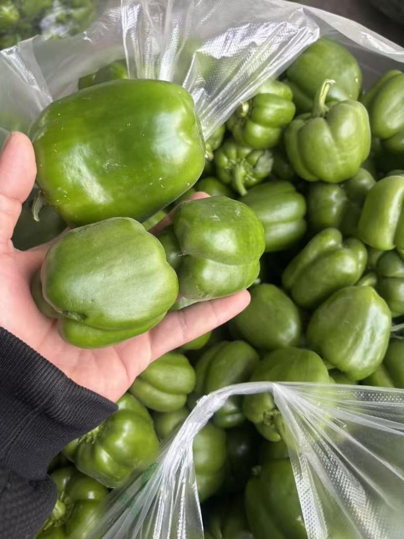菜椒头圆椒头太空椒头赶集食堂货全年有量山东济南商河