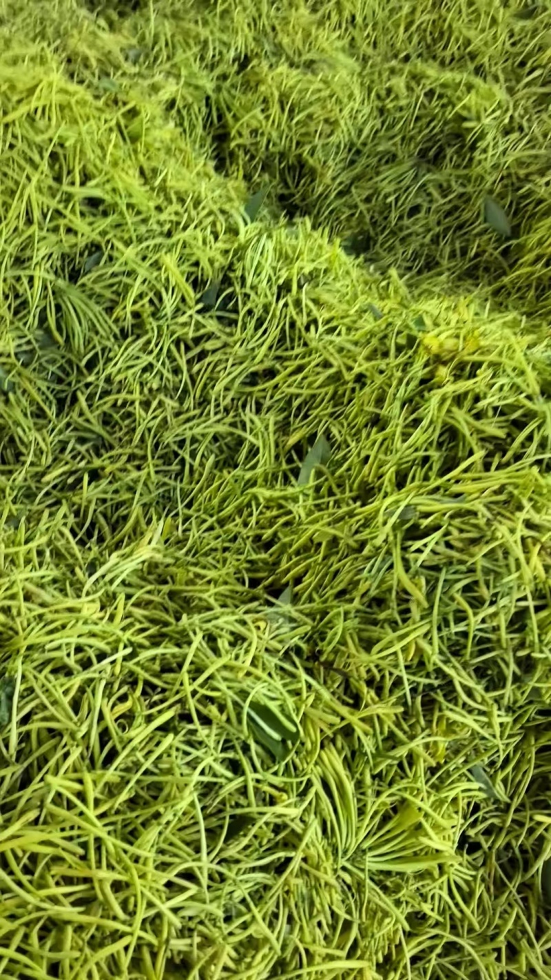 山银花
