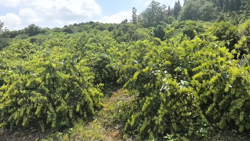 山银花