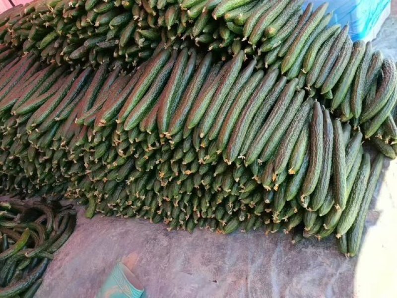 密刺黄瓜大量有货价格合理干花带刺质量保证进店
