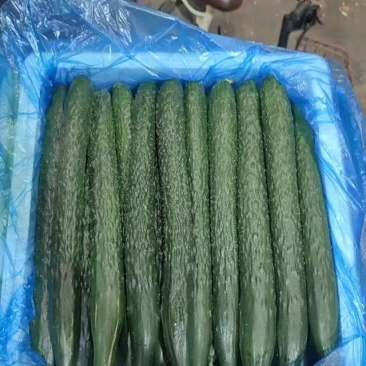 密刺黄瓜大量有货价格合理干花带刺质量保证进店