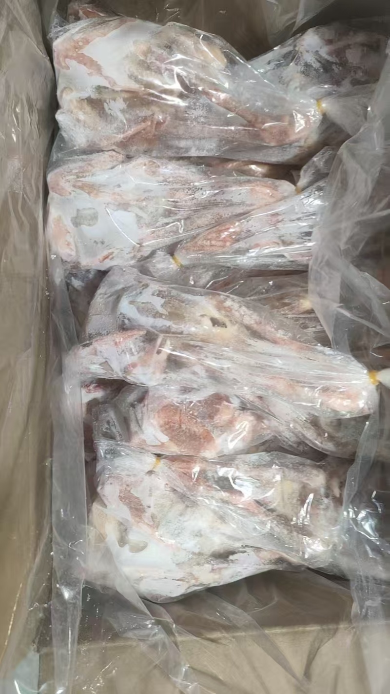 二级鸽子各个规格有货
