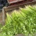 山东聊城万亩香芹基地大量供应精品香芹
