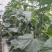 精品黄瓜还有10天左右上市