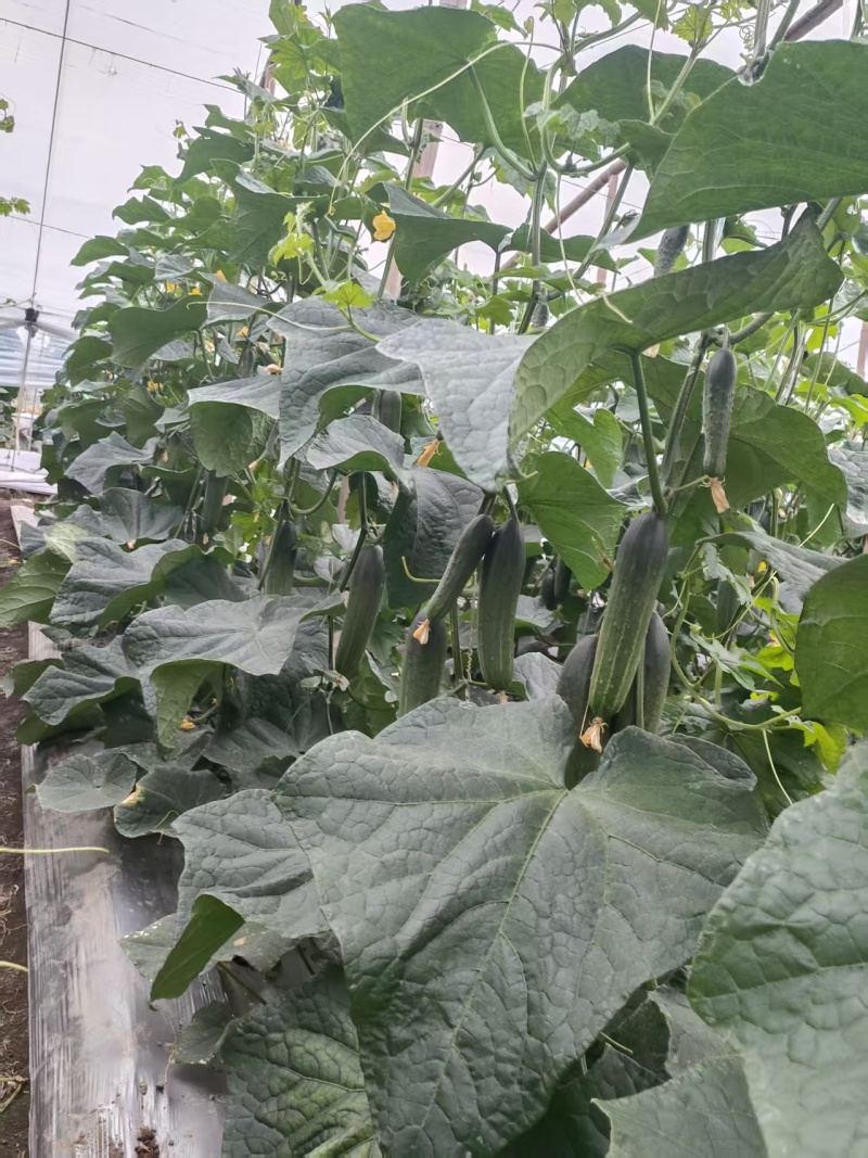 精品黄瓜还有10天左右上市