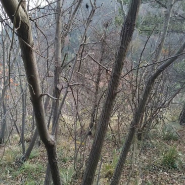 湖北黄冈大别山南麓深山纯野生蜂蜜