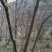 湖北黄冈大别山南麓深山纯野生蜂蜜