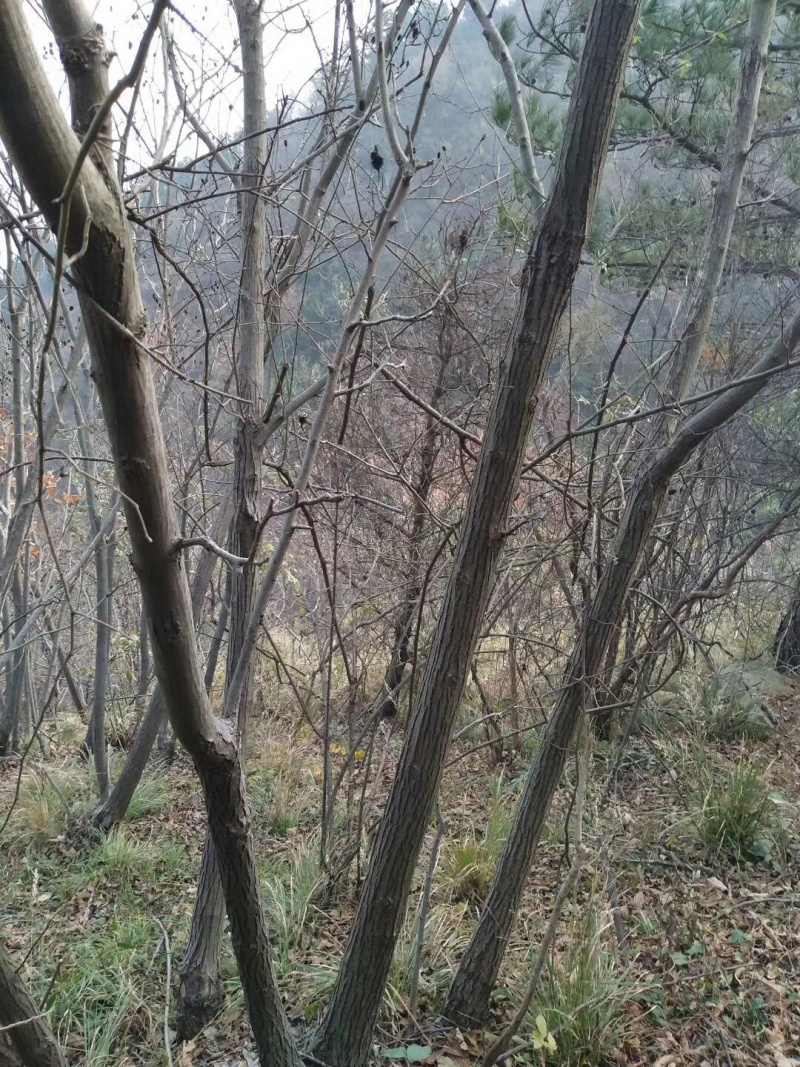 湖北黄冈大别山南麓深山纯野生蜂蜜
