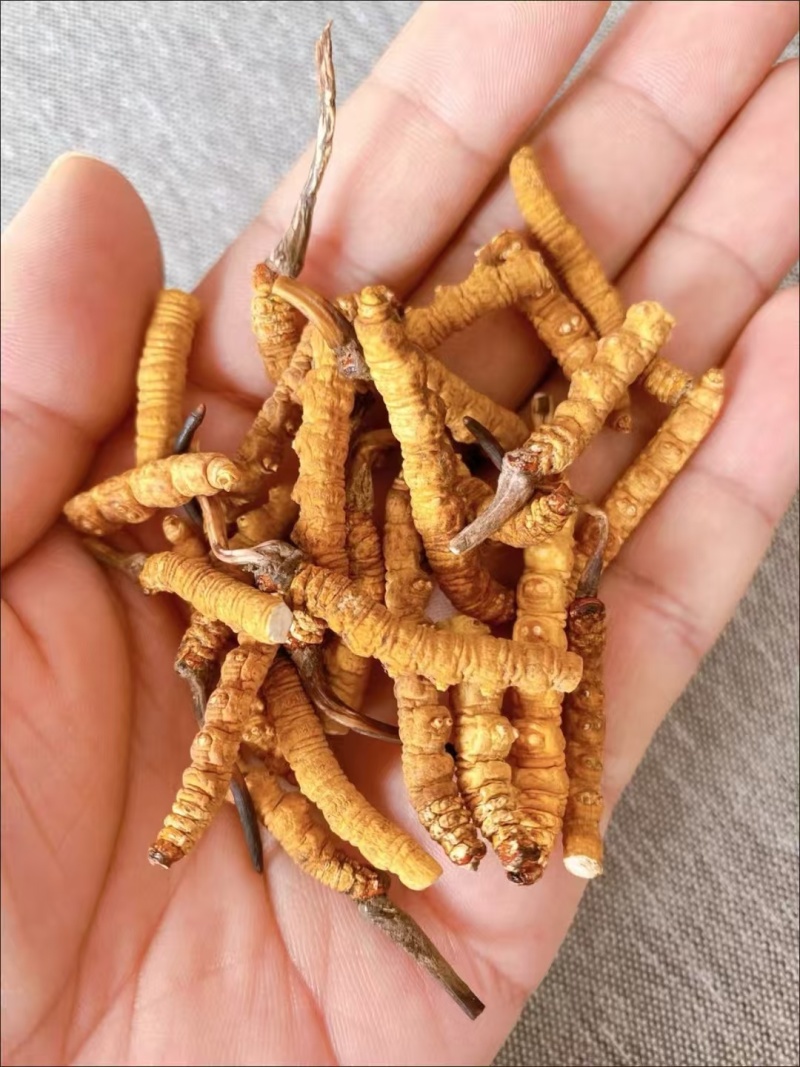 批发代发冬虫夏草中断草自用实惠泡酒煲汤送礼冬虫夏草中断草批发