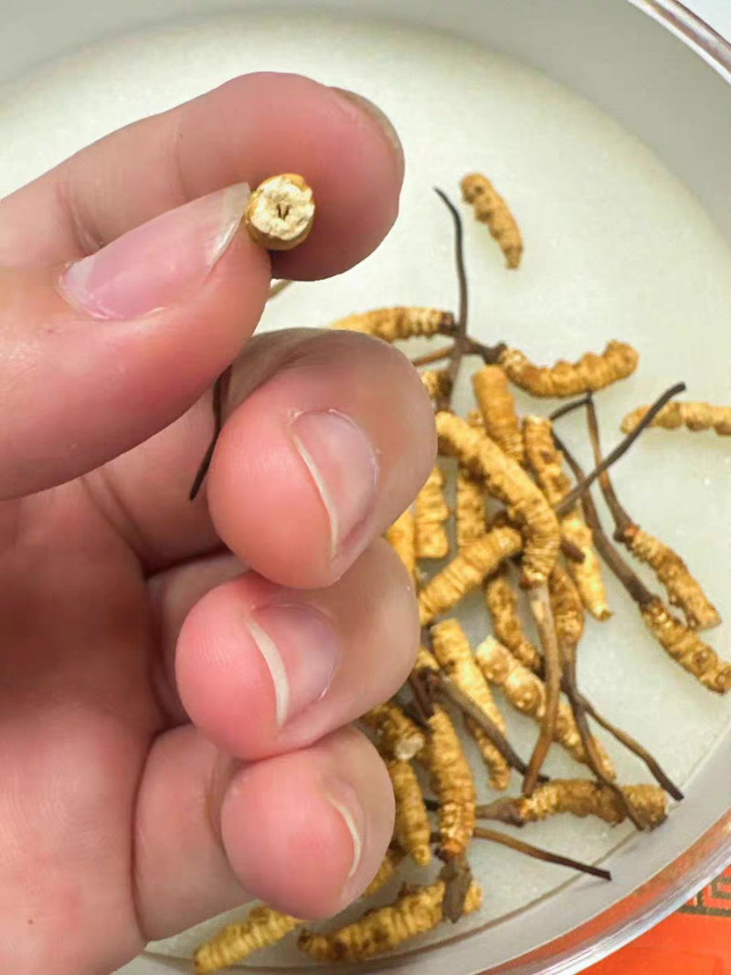 批发代发冬虫夏草中断草自用实惠泡酒煲汤送礼冬虫夏草中断草批发