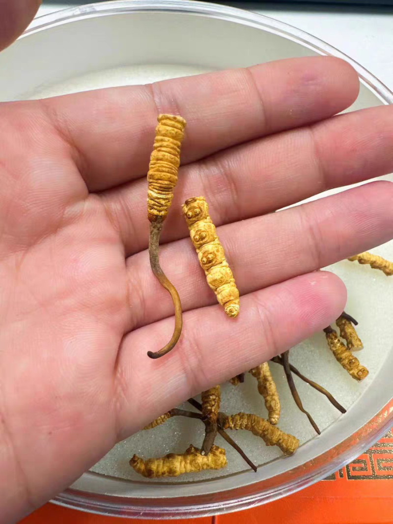 批发代发冬虫夏草中断草自用实惠泡酒煲汤送礼冬虫夏草中断草批发