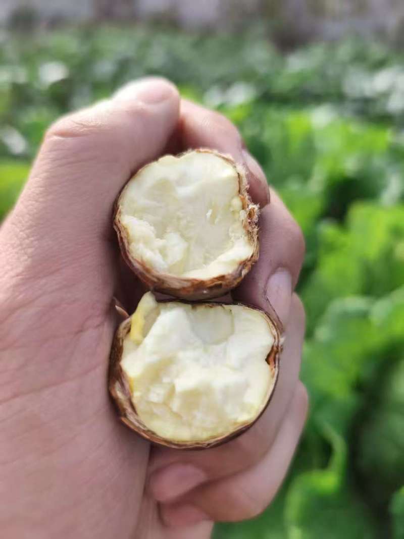油板栗