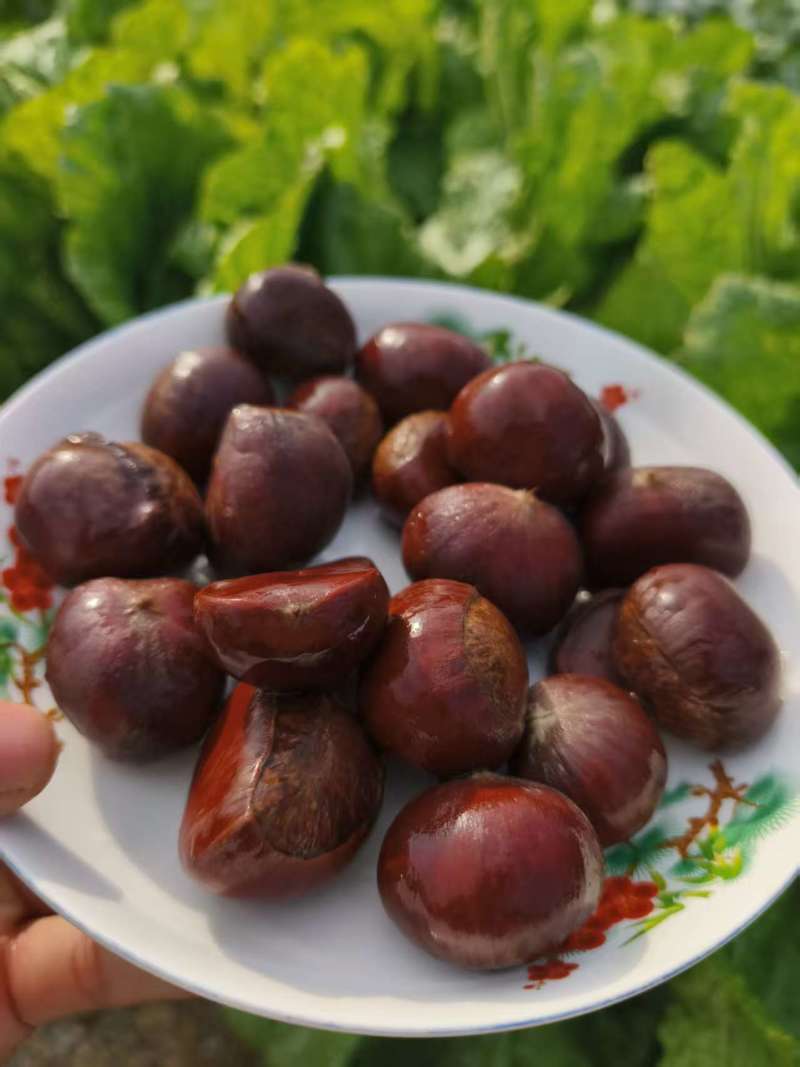 油板栗