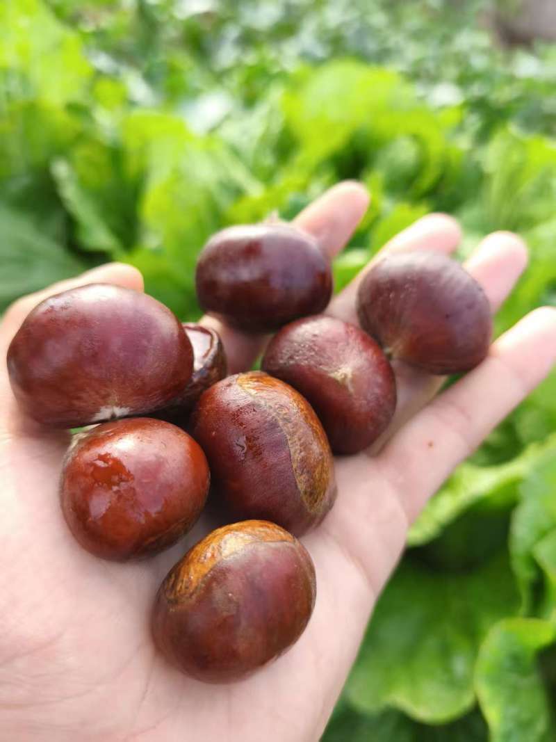 油板栗