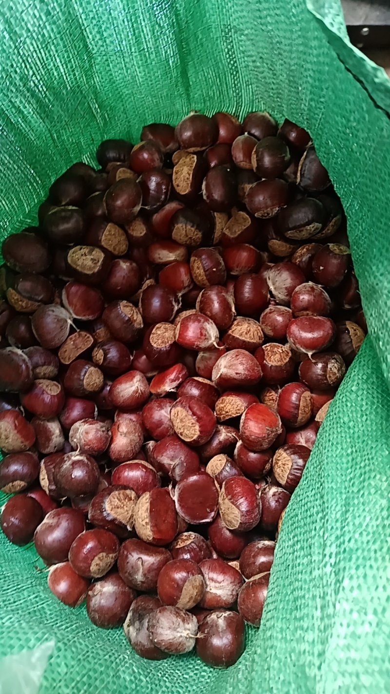 油板栗