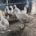 河南濮阳肉鹅