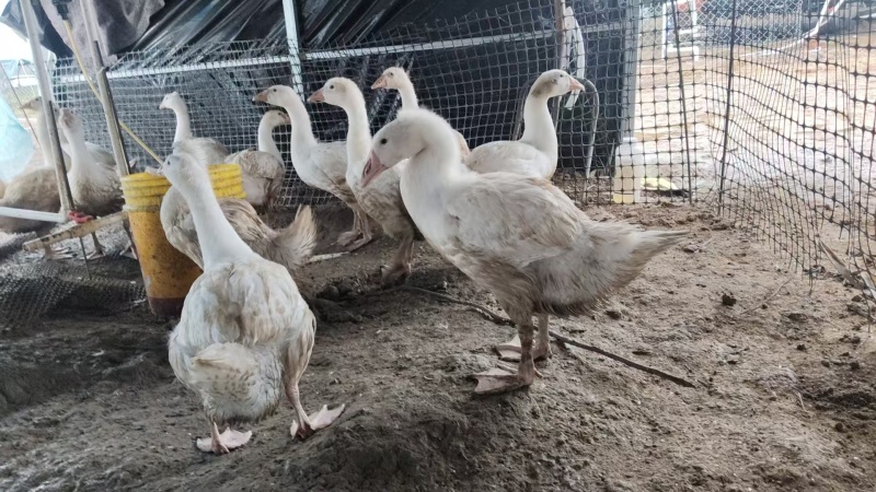 河南濮阳肉鹅