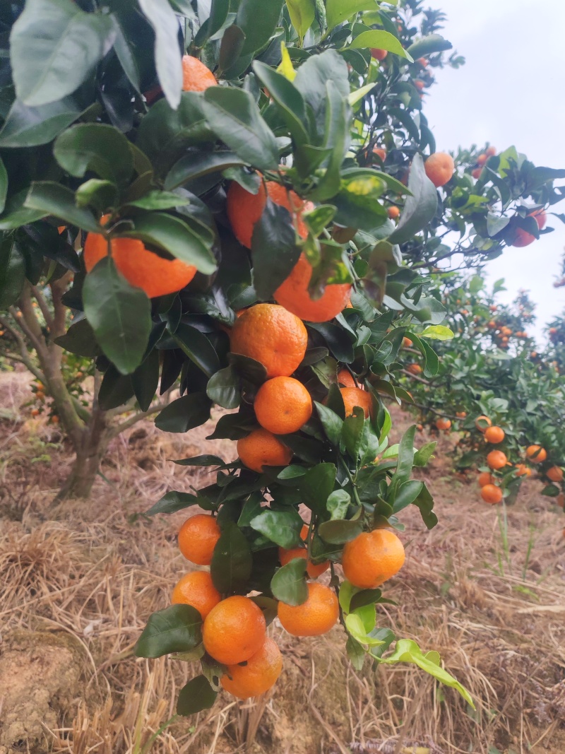福安高山沙糖桔
