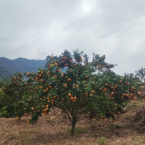 福安高山沙糖桔