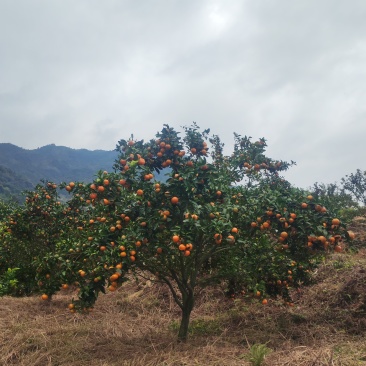 福安高山沙糖桔