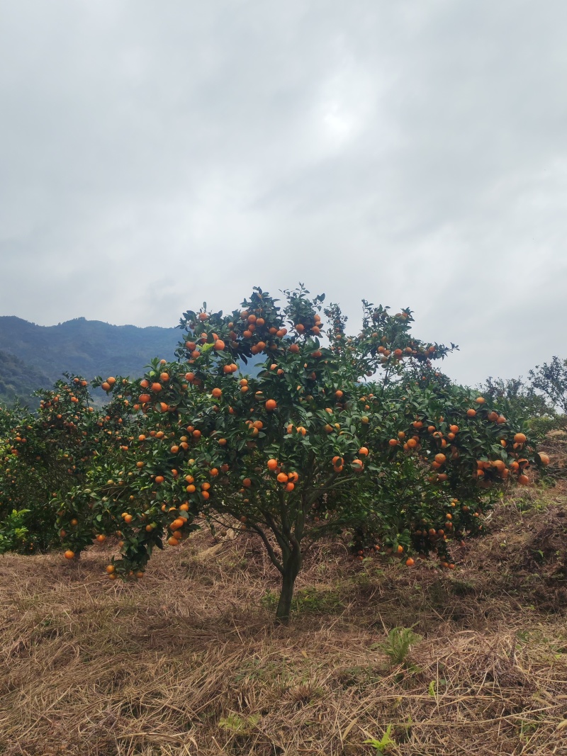 福安高山沙糖桔