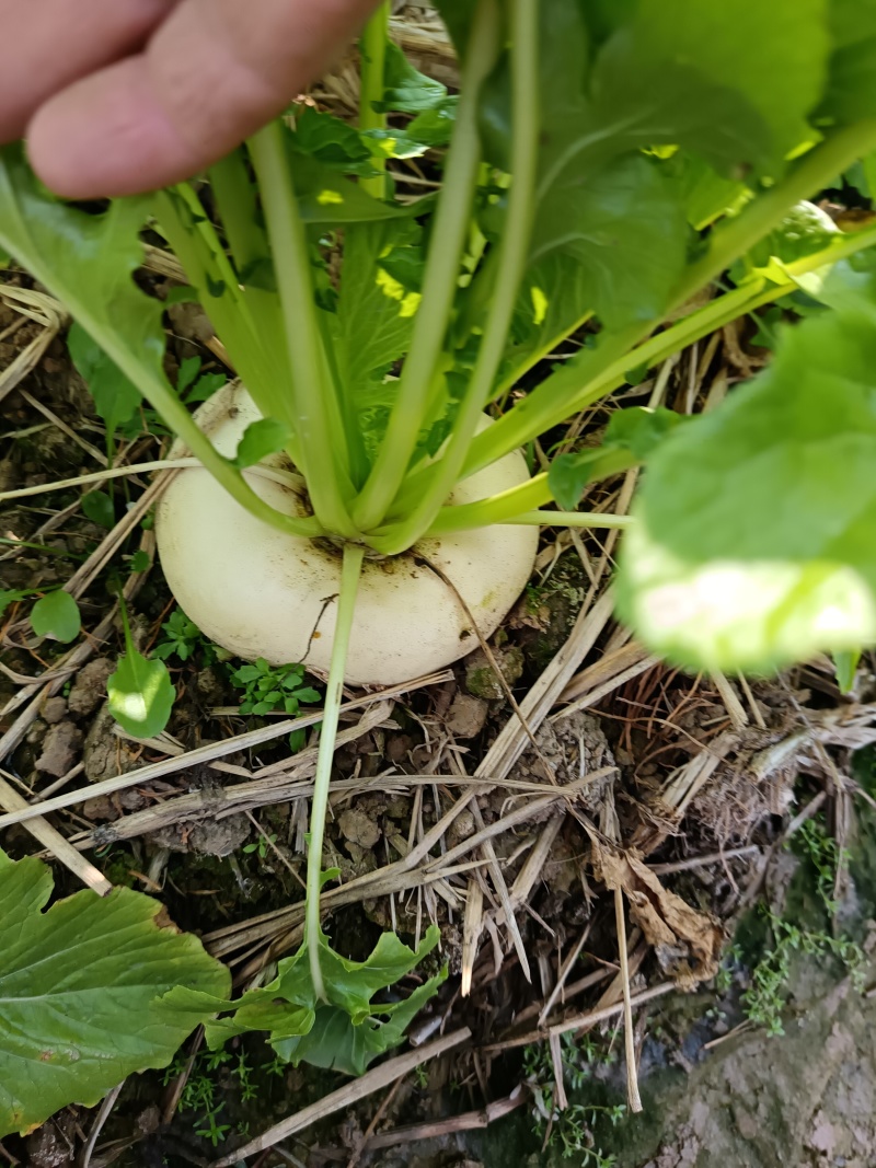 盘菜