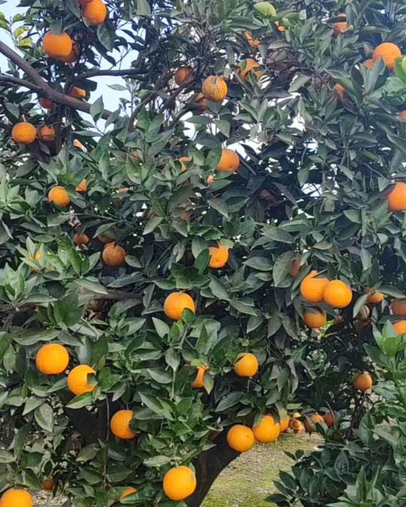 湖南埃及甜橙