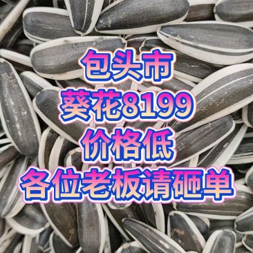 8199葵花