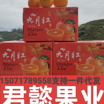 秭归九月红果冻橙