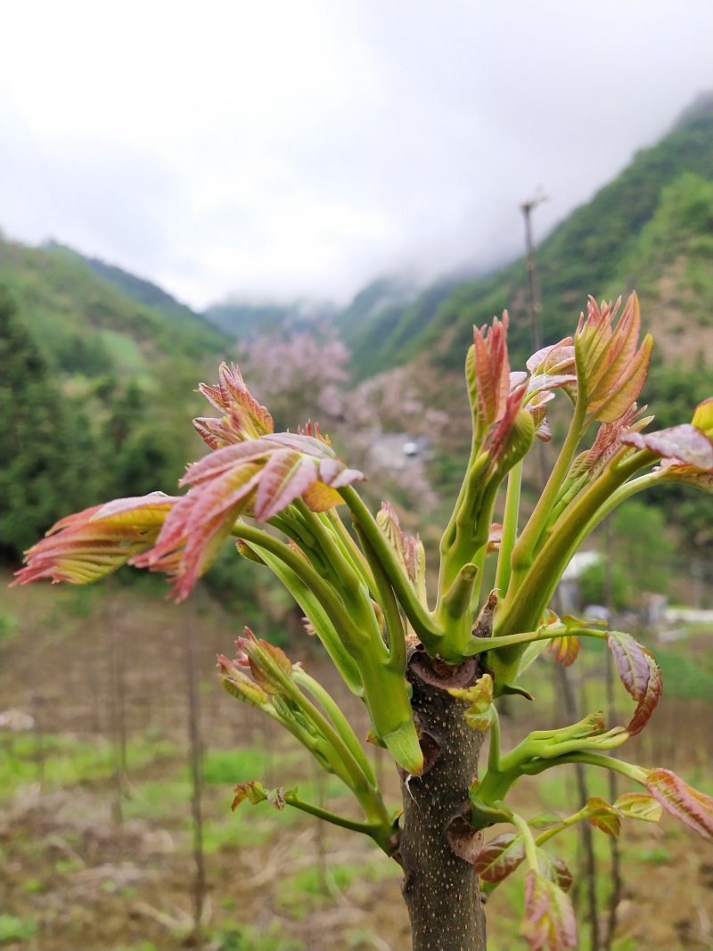 香椿芽