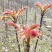 香椿芽