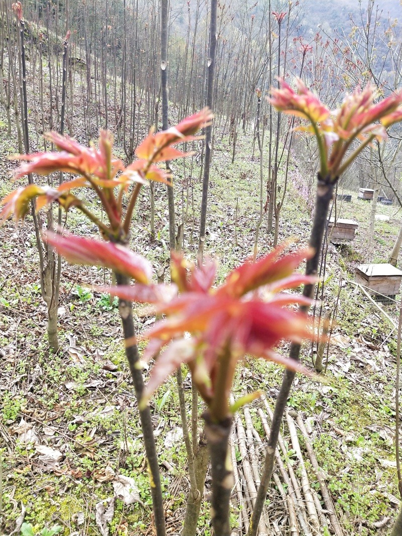 香椿芽