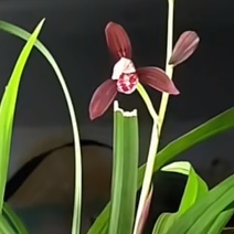 兰花