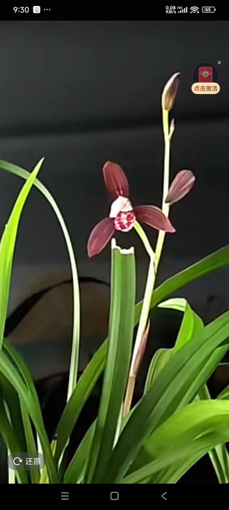 兰花