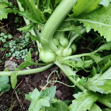 涪陵榨菜