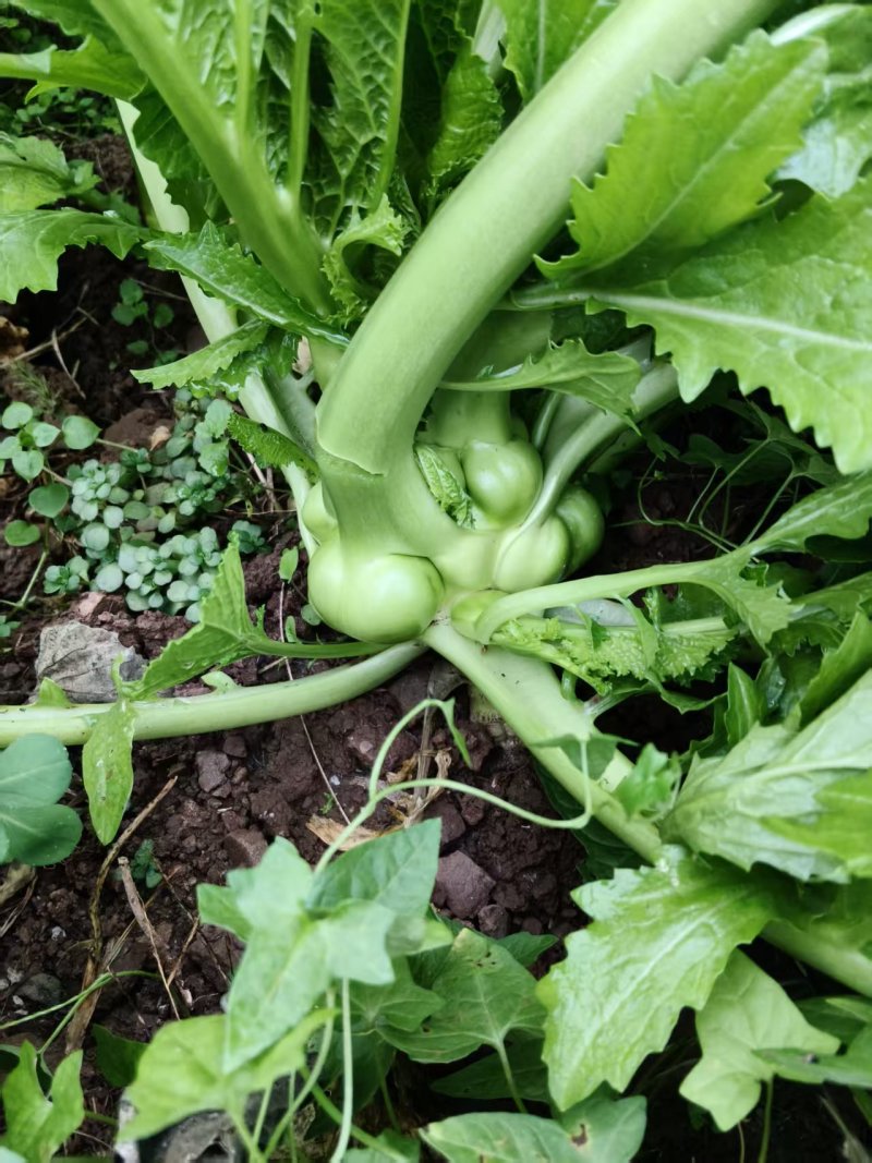 涪陵榨菜