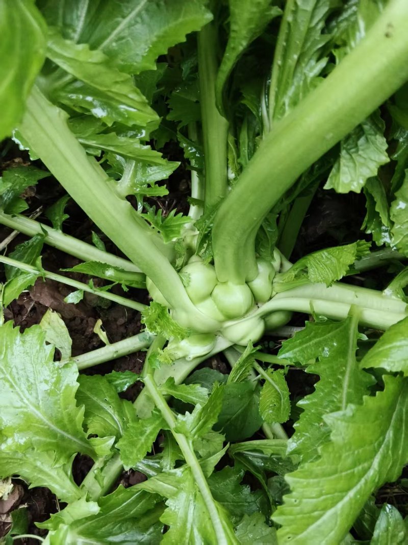 涪陵榨菜