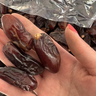 大颗粒黑椰枣