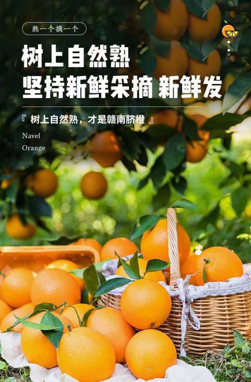 江西赣南脐橙小果尝鲜